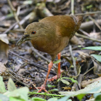 Uniform Crake